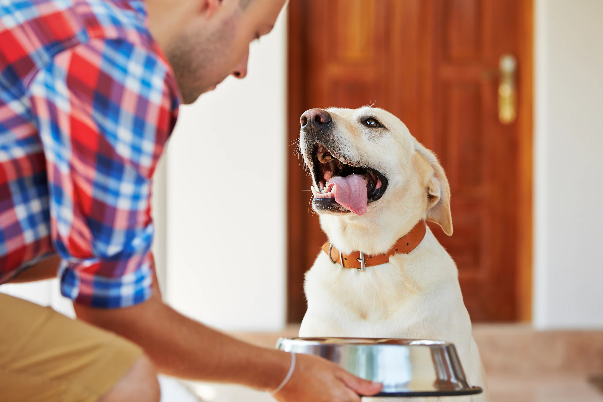 Is tap water harmful for pets?